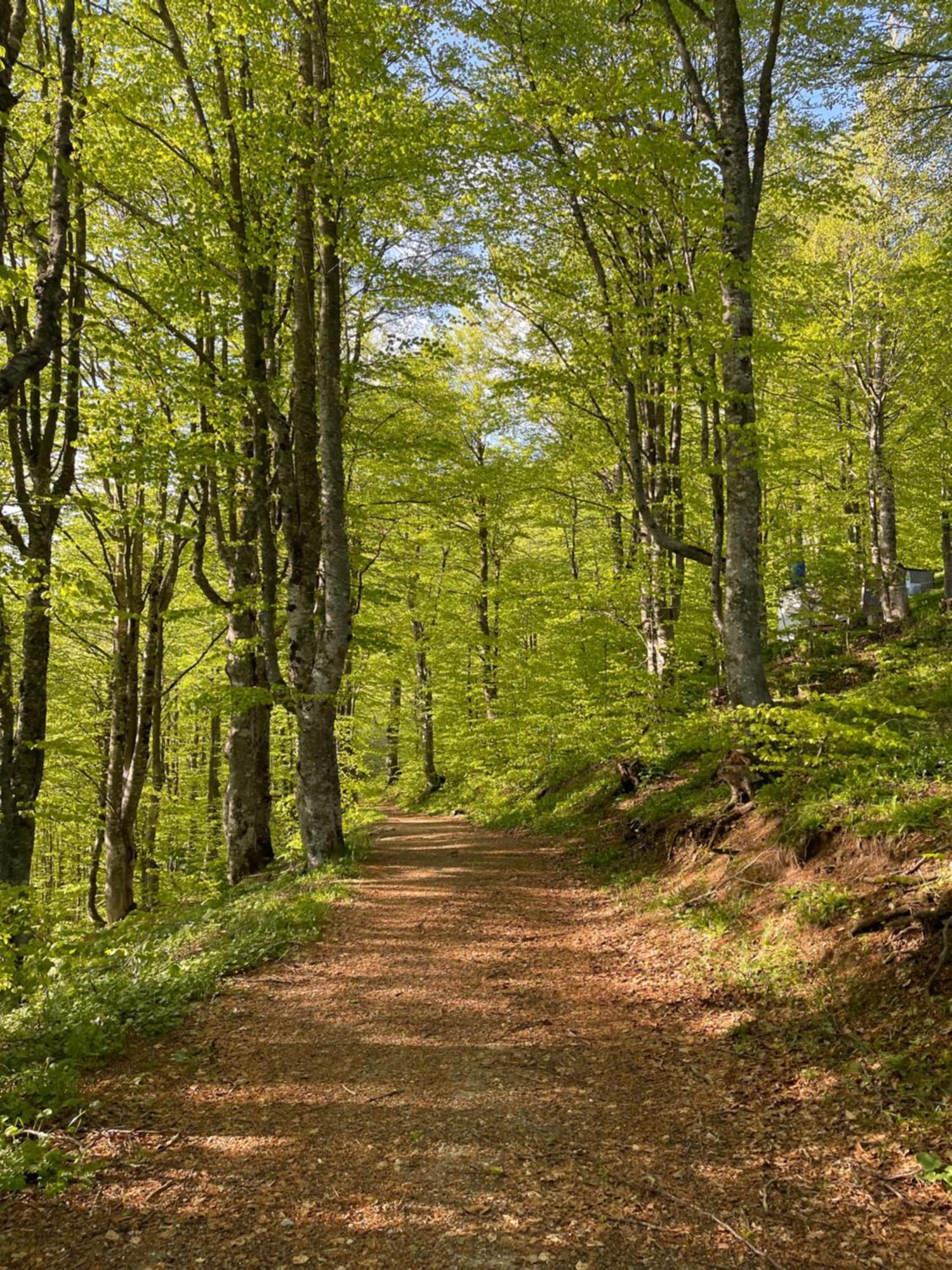 Honey Valley
